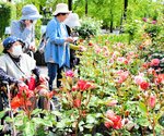 色とりどりのバラを楽しむ来園者ら＝１２日、南部町のとっとり花回廊