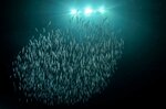 ダイビングボートの集魚灯に集まったイワシの魚群＝６日、岩美町内（水中写真家・中村卓哉さん提供）