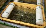 　「ぶんご岬ガザミ」として出荷される、養殖された「岬ガザミ」＝２０２４年４月、大分県豊後高田市