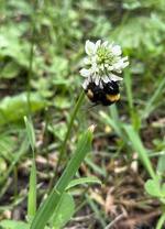 　シロツメクサに止まるマルハナバチ（北海道大提供）