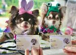 　カード式の身分証を発行してもらったペットの犬＝４月、台北（共同）