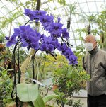 フラワードームに展示された世界初の青色コチョウラン＝南部町のとっとり花回廊
