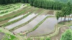 棚田で進む田植えの風景。周辺の杉林が水面に映り込んでいる＝１５日、鳥取市国府町上地