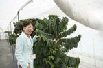 　「川湯の森病院」の温室で、コーヒーの花を指さす医療法人共生会の渡辺明子企画広報部長＝２０２４年５月、北海道弟子屈町