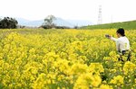 春の風に揺れる菜の花＝２日、鳥取市古海の千代川河川敷