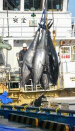 　境港に水揚げされるクロマグロ＝１４日午前、鳥取県境港市