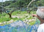 豪雨により水路が破損し、流れ込んだ岩が散乱する果樹園＝２日、鳥取市佐治町※谷　※は券の刀が旧