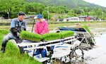 ブランド米「かにのほほえみ」の田植え作業にいそしむ小谷好男さん（左）と直美さん＝９日、香美町香住区中野