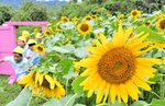 鮮やかに咲くヒマワリと周囲を駆け回る園児＝１４日、鳥取市用瀬町鷹狩