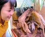 夏限定で展示されているヤシガニ