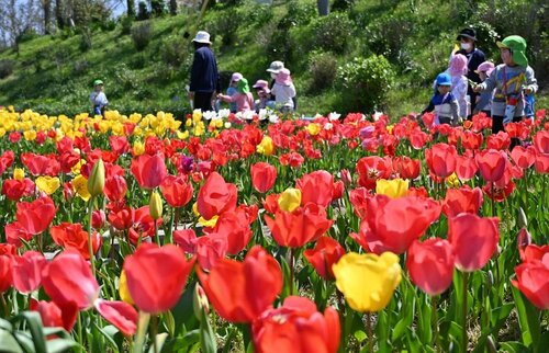 見頃を迎えた色とりどりのチューリップ＝１０日、鳥取市美萩野３丁目の「あじさい公園」