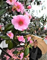 約１カ月遅れて見頃を迎えたウラクツバキ＝３日、八頭町福地の大樹寺