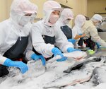 境港サーモンで新巻きザケを作る生徒たち＝２２日、境港市竹内町の境港総合技術高
