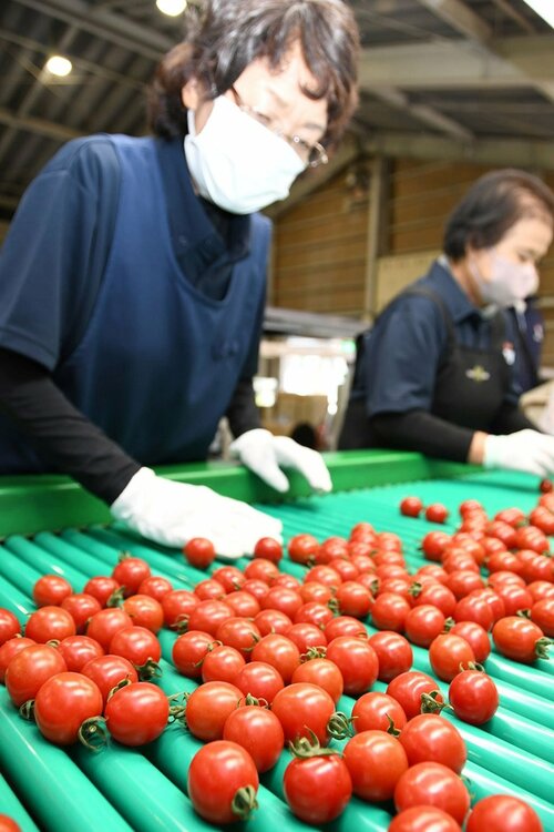 真っ赤に熟したミニトマトを仕分ける選果員＝１２日、琴浦町箆津のＪＡ鳥取中央琴浦ミニトマト選果場