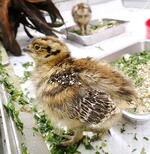 　順調な成育をみせるニホンライチョウのひな＝１１日（富山市ファミリーパーク提供）