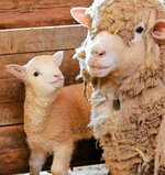 【ねえねえ】母親を見つめ、何か言いたげな子ヒツジ