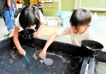 メダカすくいを楽しむ子どもたち＝１３日、倉吉市西仲町のＢａｙ　Ｈｏｍｅ　みるか