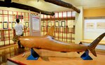 サメのはく製と江戸のサメ絵図を紹介したコーナー