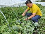 「中原農園」で大栄スイカの収穫を手伝う中原浩之支配人＝北栄町大谷