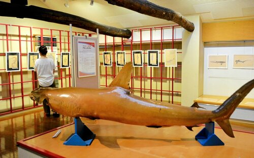 サメのはく製と江戸のサメ絵図を紹介したコーナー