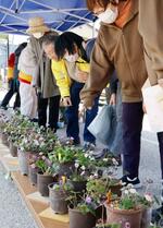 　石川県輪島市門前町で開かれた「雪割草まつり」を楽しむ来場者＝２２日午前
