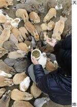 　２０１３年の広島・大久野島の様子。多くのウサギが観光客に群がり、餌をねだっている