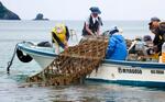 　鹿児島県・奄美大島の宇検村沖で、２年ぶりに再開された養殖モズクの収穫＝５月３１日