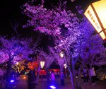 幻想的な色でライトアップされた桜＝４日、米子市西町の湊山公園