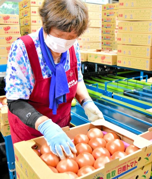色づいたトマトを箱詰めする作業員＝１７日、日南町生山のＪＡ鳥取西部日南トマト選果場