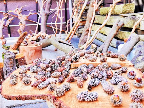 植木の剪定で発生する廃材は磨けば宝となる