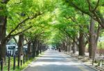 　明治神宮外苑のイチョウ並木＝東京都港区