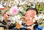 専用の筆を使って梨の交配作業に汗を流す北村さん＝１２日、香美町香住区矢田
