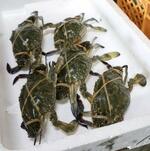 　「ぶんご岬ガザミ」として出荷される、養殖された「岬ガザミ」＝２０２４年４月、大分県豊後高田市