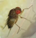 　都市や郊外に生息するオウトウショウジョウバエ（千葉大提供）