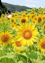夏空の下、鮮やかに咲き誇るヒマワリ＝２３日、香美町香住区三谷のさとの風ファ～ム