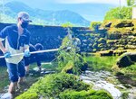 熊手で水草「バイカモ」を取り除く留学生