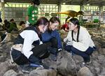 　化石の発掘体験をする福井県立大恐竜学部の学生＝１７日午後、福井県大野市