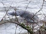 　石川県穴水町の海岸に打ち上がったザトウクジラの死骸＝１５日（住民提供）