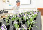 色とりどりのかれんな花を咲かせるウチョウラン＝２４日、新温泉町丹土の県立但馬牧場公園