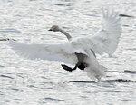 米子水鳥公園に飛来したコハクチョウ＝１０日、鳥取県米子市彦名新田