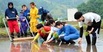 紙マルチを敷きながらの田植えに挑戦する三徳レンジャーのメンバー＝２０日、三朝町片柴