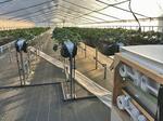 　温泉の排熱で暖められたイチゴ農家のビニールハウス＝盛岡市（東日本機電開発提供）