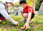 在来種のトウカイタンポポを観察する参加者ら