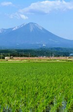 大山に見守られ、岡山方向へ向かう国鉄色の３８１系＝１４日、米子市赤井手