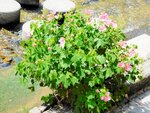 今年もピンク色の花を咲かせた「ど根性フヨウ」