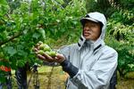 　南高梅を収穫する寄本裕貴さん＝２７日午前、和歌山県田辺市