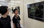 ヒメボタル写真を鑑賞する子どもたち＝２８日、日野町野田の日野学園