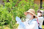 小さなはさみを使って「朝倉さんしょ」の実を丁寧に収穫する参加者＝養父市八鹿町高柳