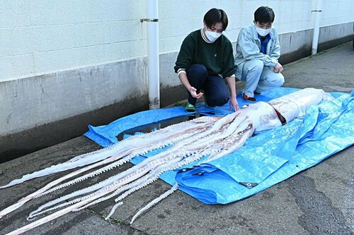 生徒たちが捕獲したダイオウイカ＝１２日、兵庫県香美町の香住高