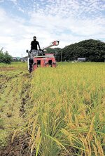 秋晴れの下、収穫作業に精を出す池本さん＝３日、鳥取市鹿野町鹿野